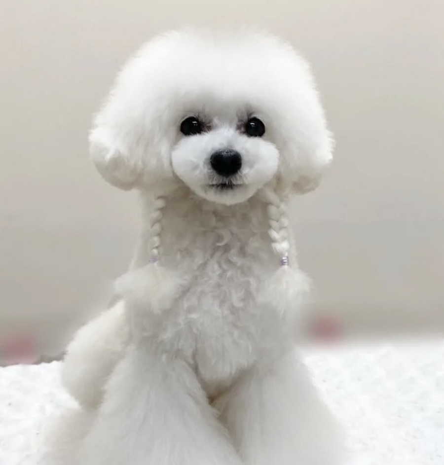 Dog Salon 雅の外観